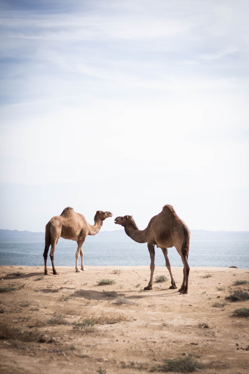 two brown camels near body of water