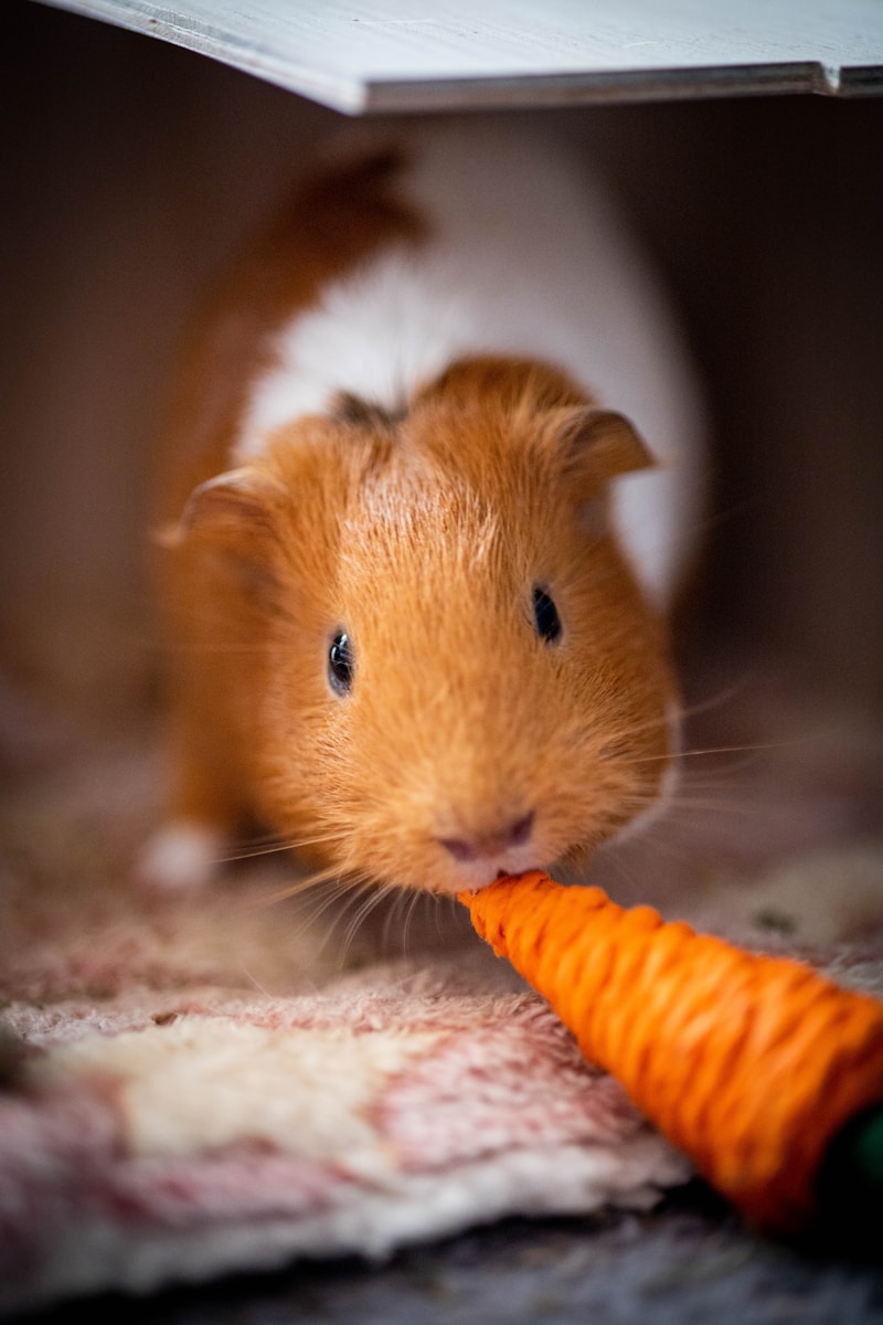 A hamster eating a carrot on the floor