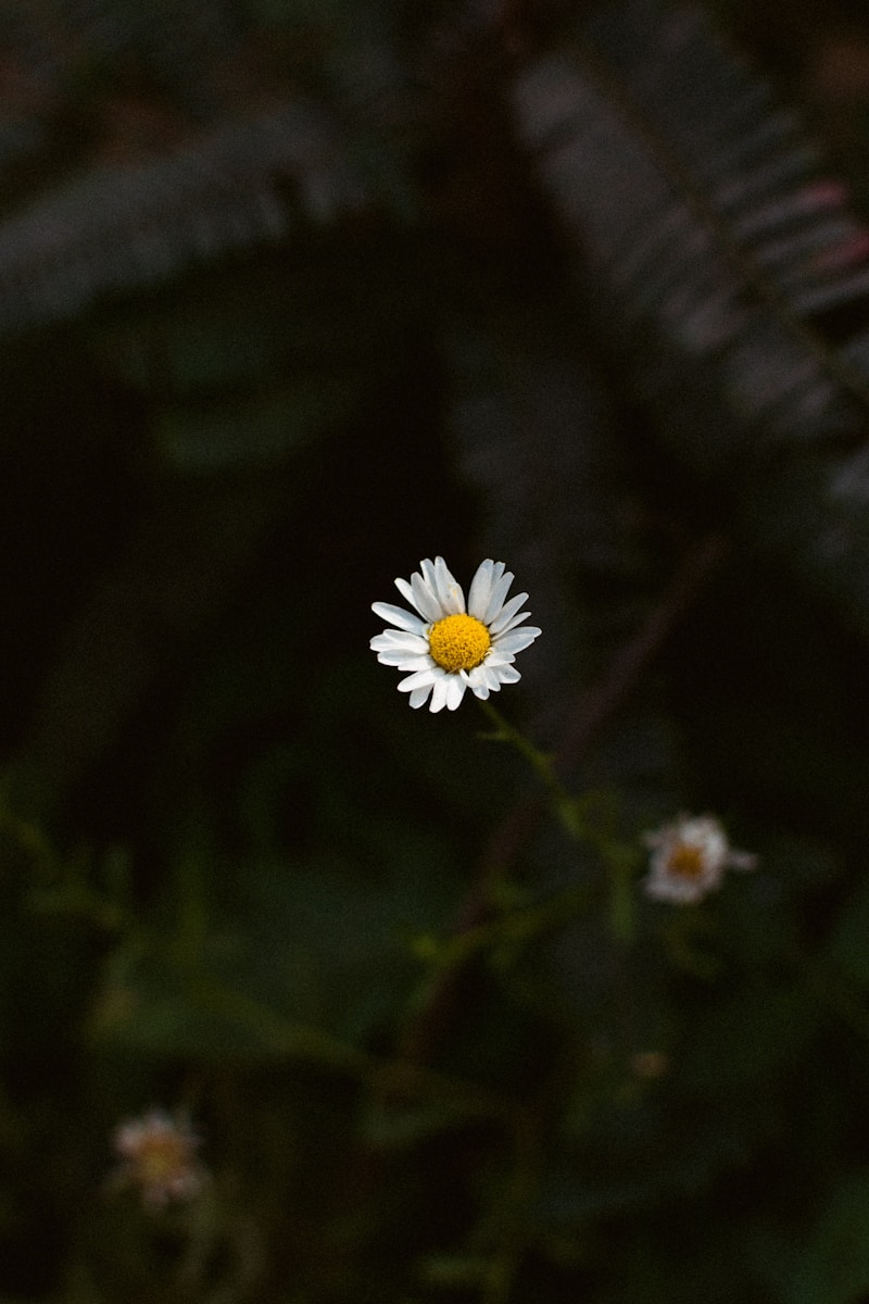white daisy in bloom during daytime