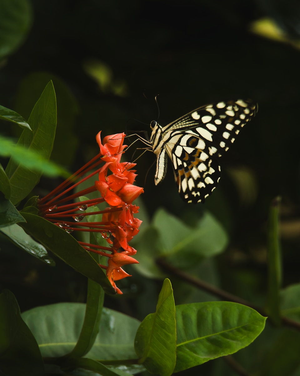 A black and white butterfly on a red flower