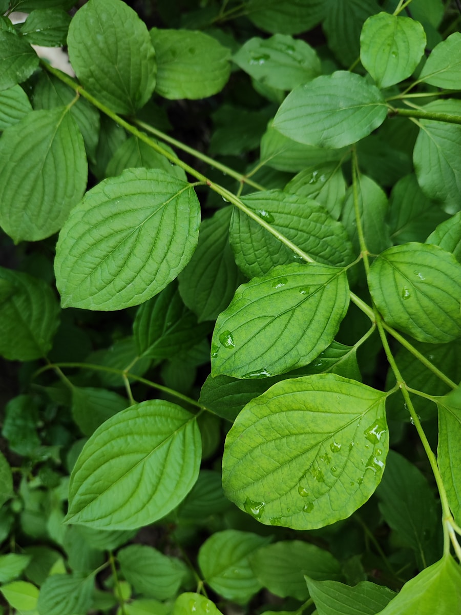 A close up of a green plant with leaves