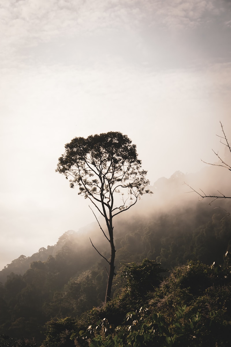 a lone tree on a hill in the fog
