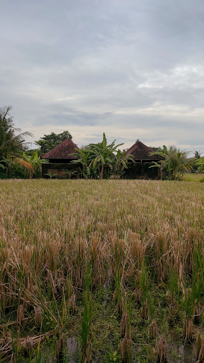 a large field of grass with some huts in the background