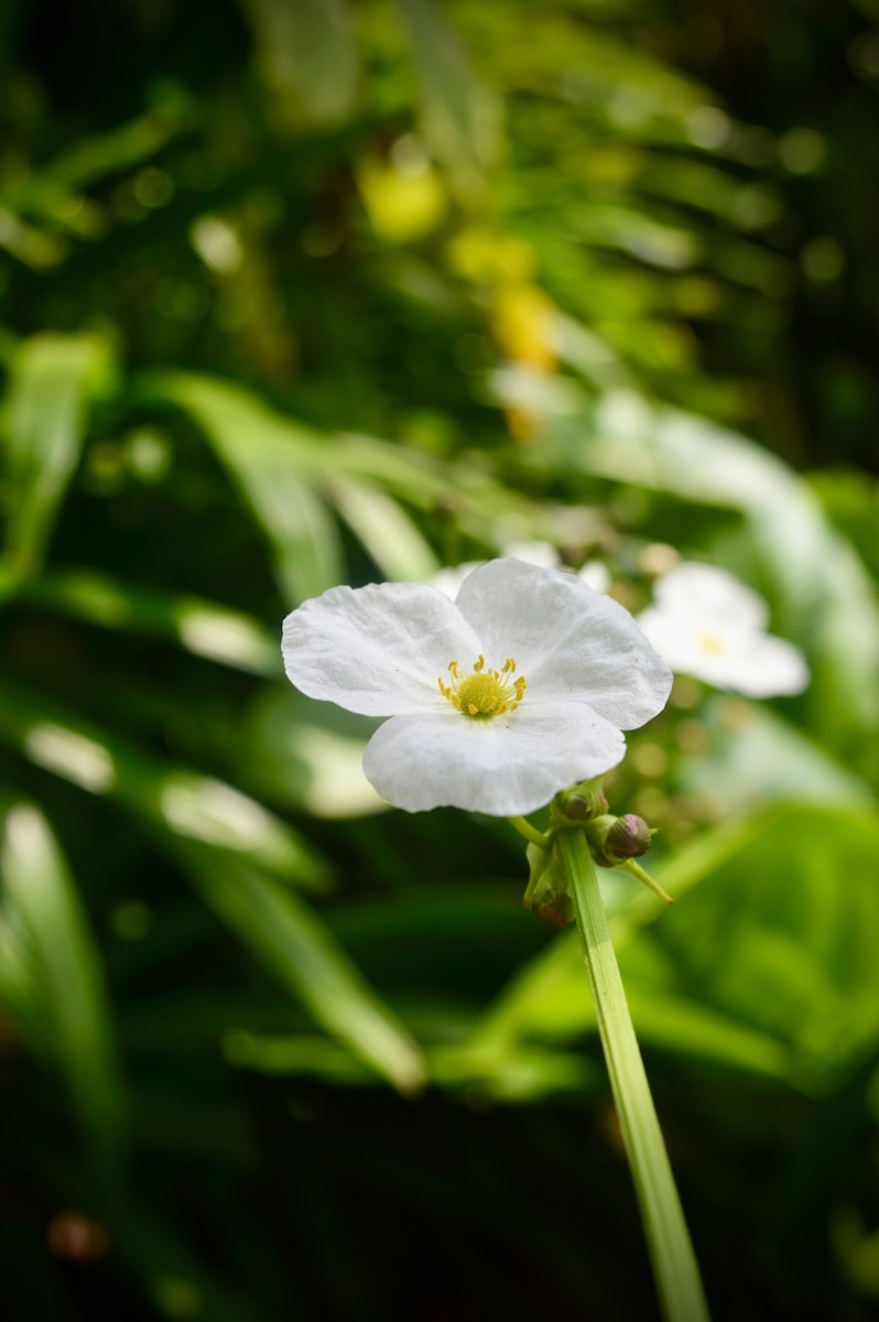 a white flower with a yellow center in the middle of a forest