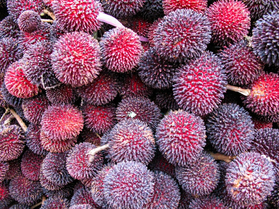 red and green cactus plant
