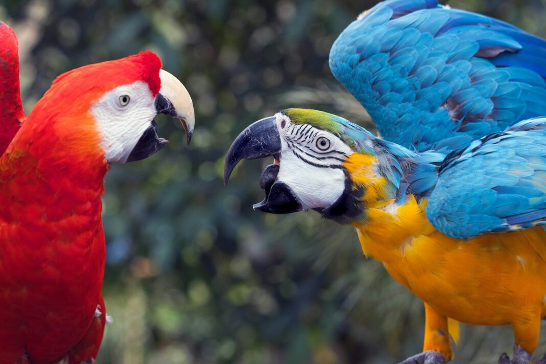 Two colorful macaws face each other.