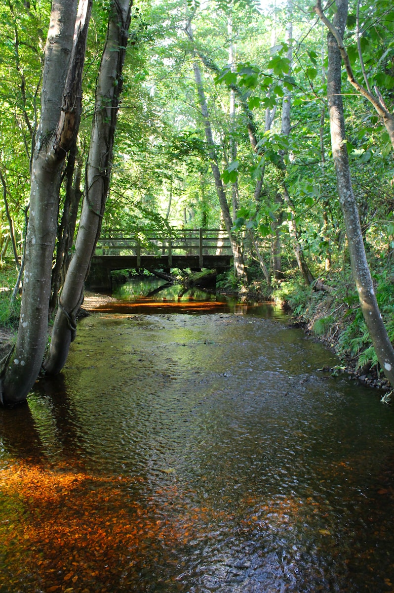green trees on river bank during daytime