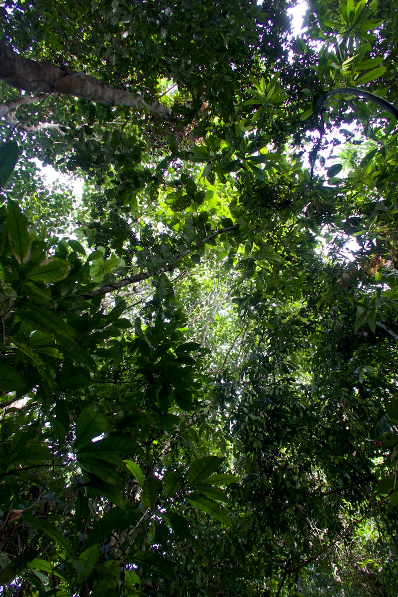 Photo by Madeline Hogan looking up into the canopy of a tropical forest