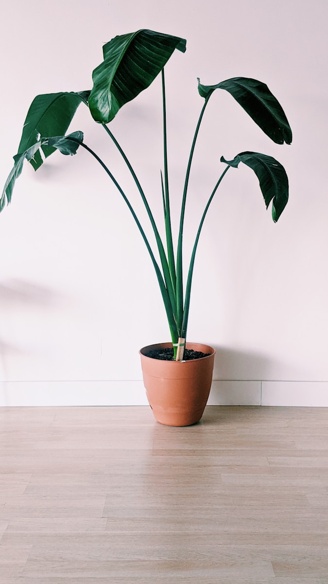 green plant on brown clay pot