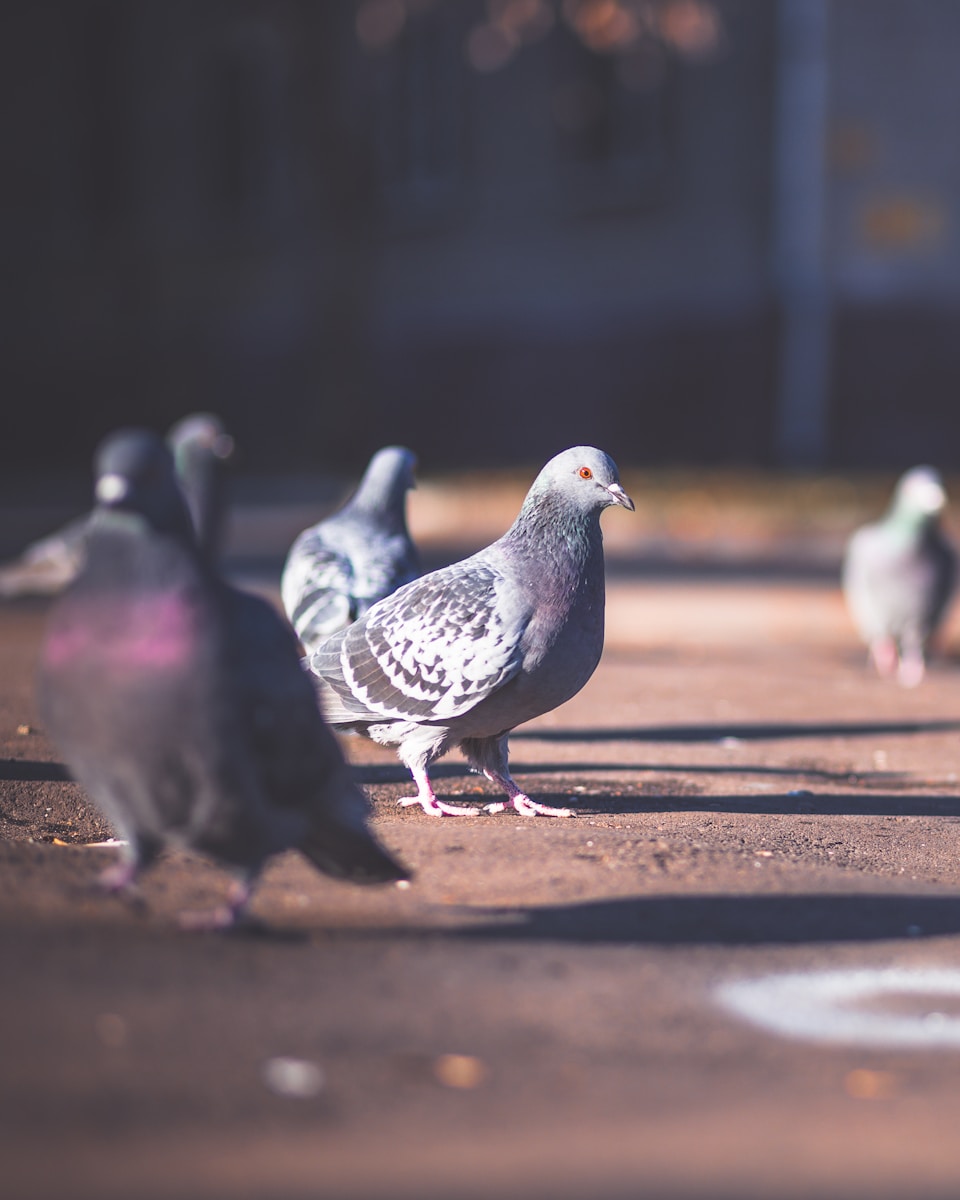 five gray rock pigeons on ground