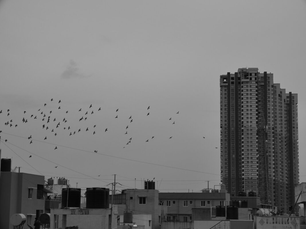 a flock of birds flying over a city