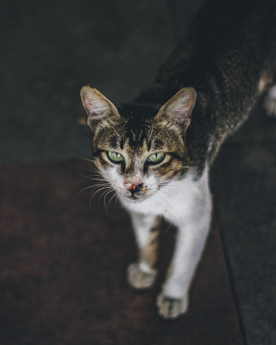 a cat walking on a carpet