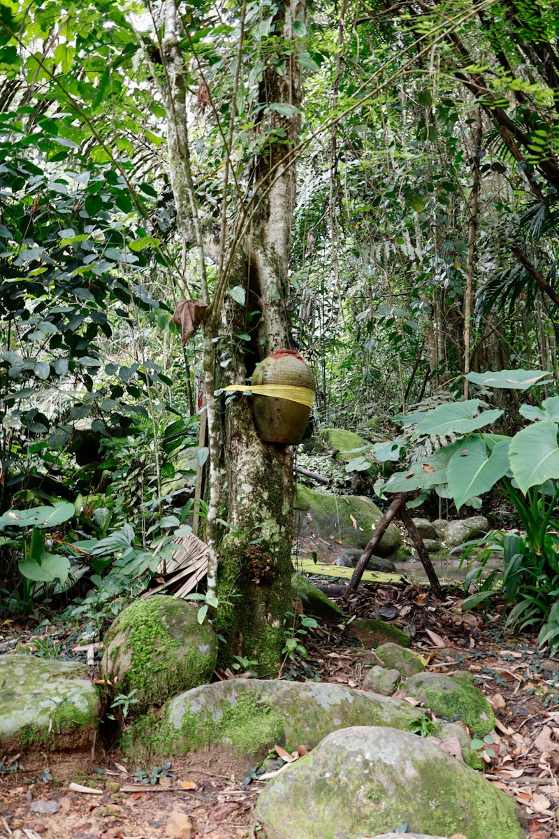 A jug tied to a tree in a lush forest
