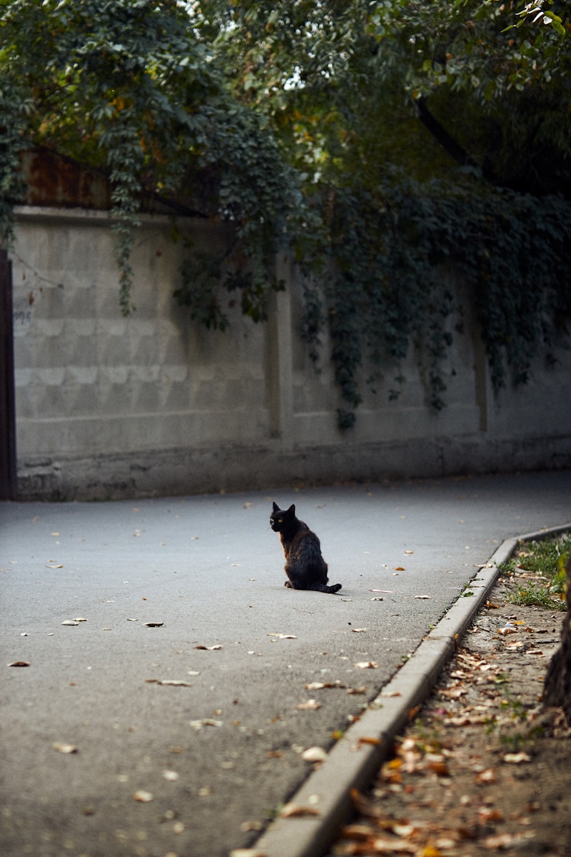 a cat sitting on a sidewalk