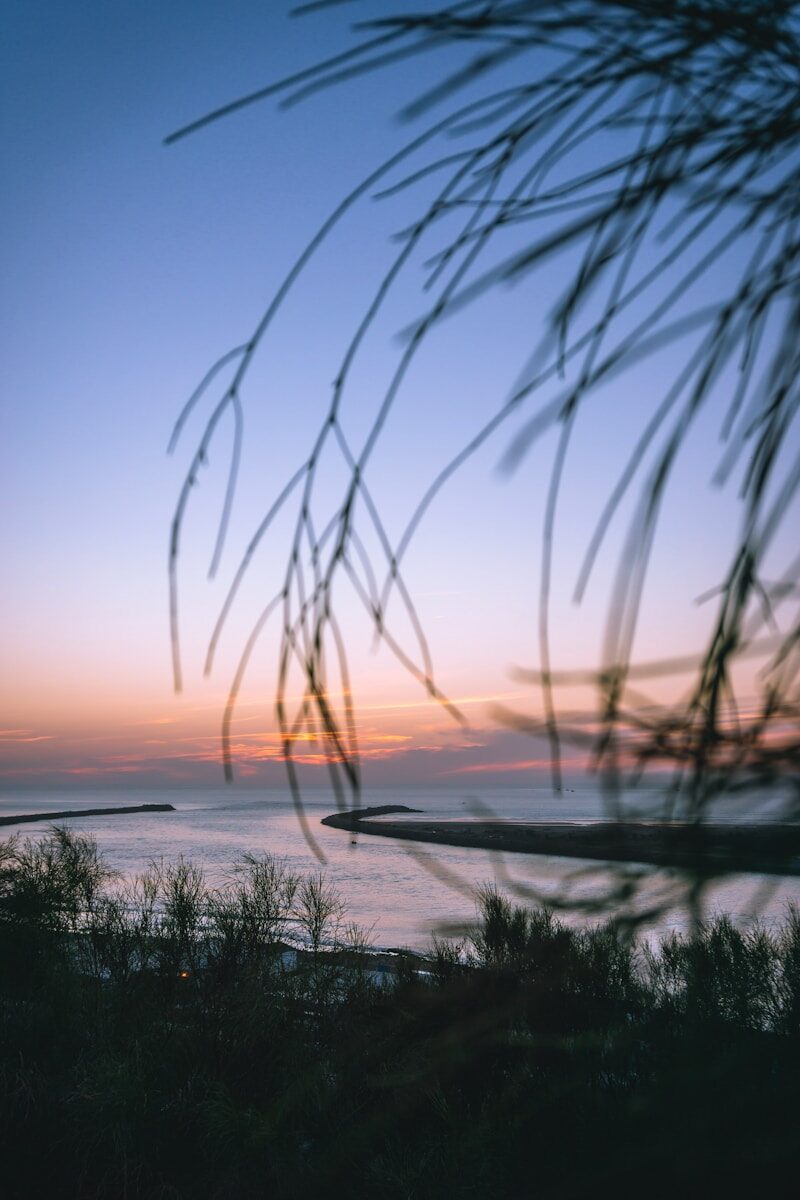 Calm ocean waters at sunrise with wispy branches in foreground
