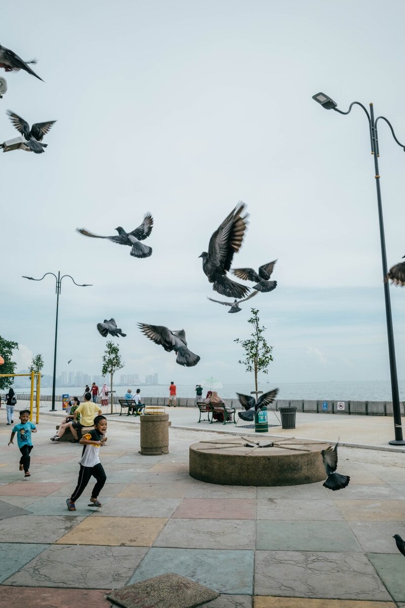 a group of birds flying in the sky