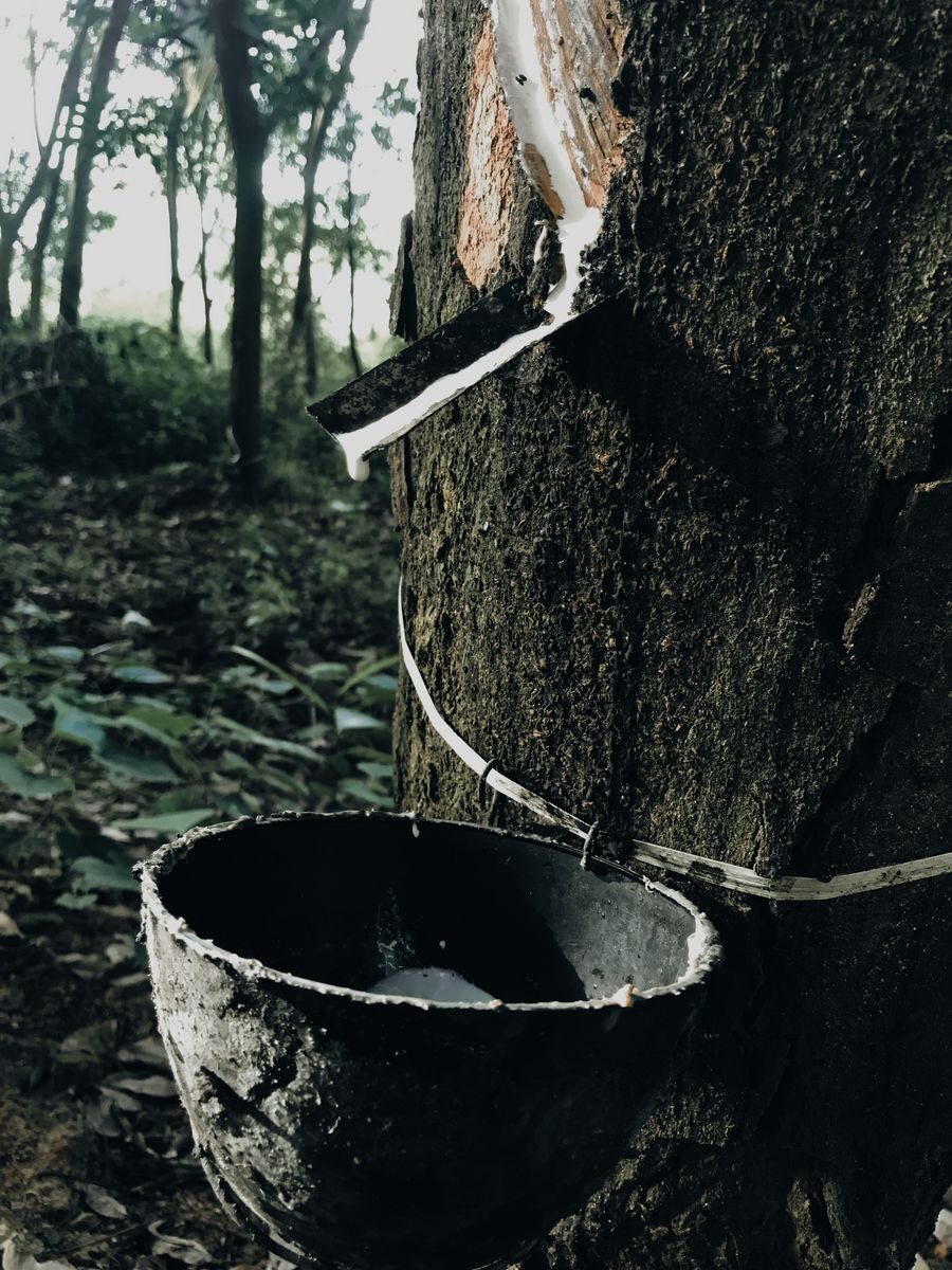 Close-up of rubber tapping on a tree with a collecting cup in a forest.