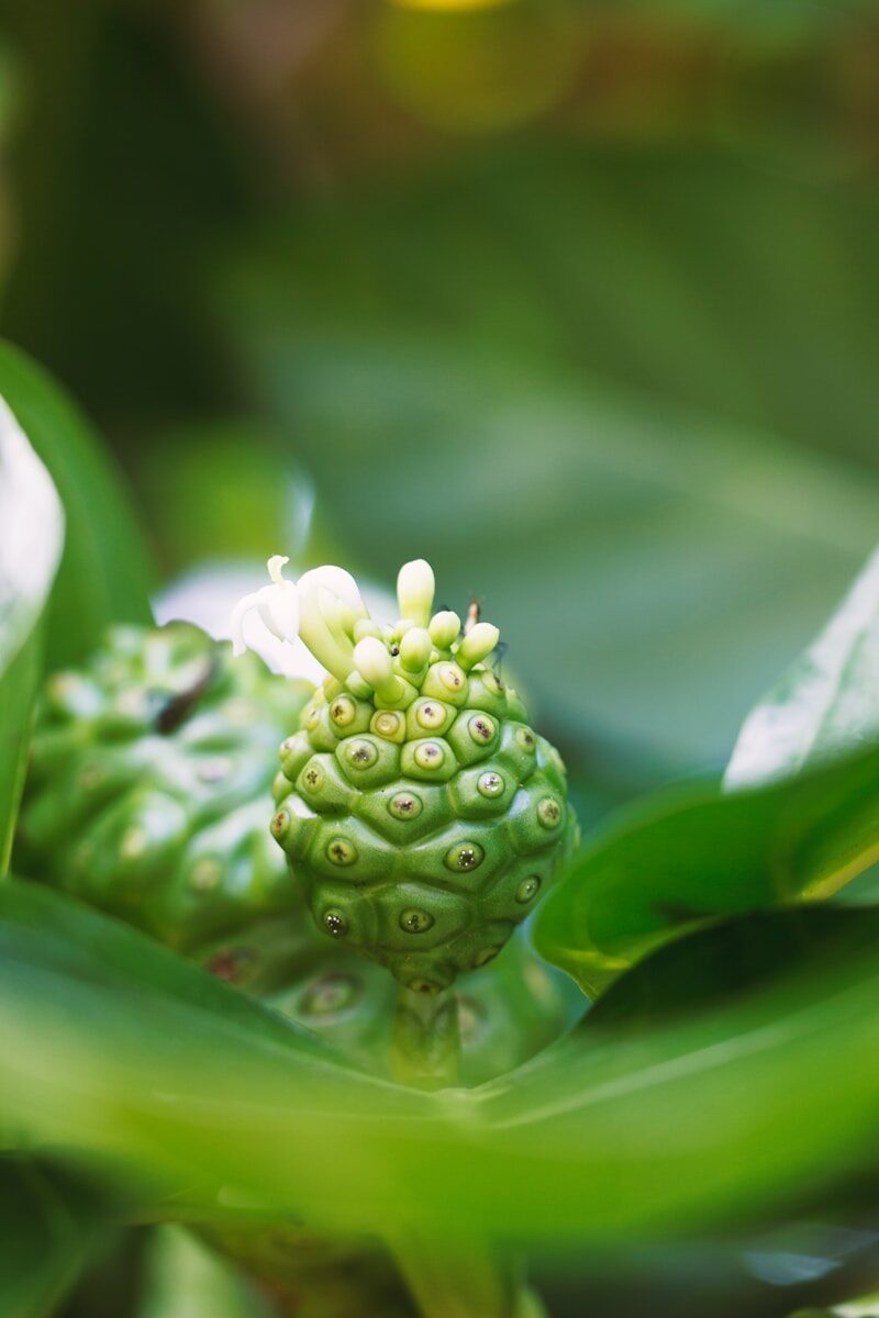 Green noni fruit with white flower bud on plant