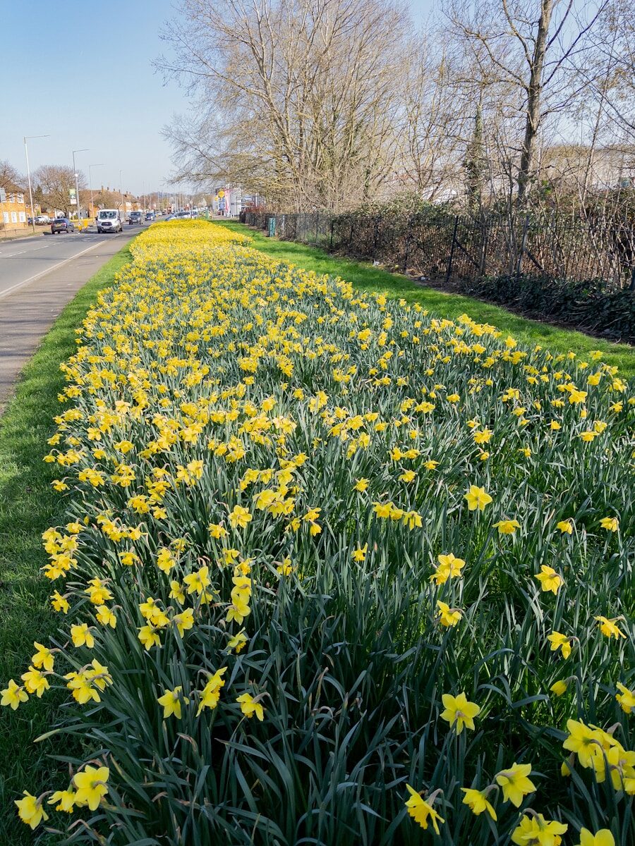 Field of yellow daffodils along a road