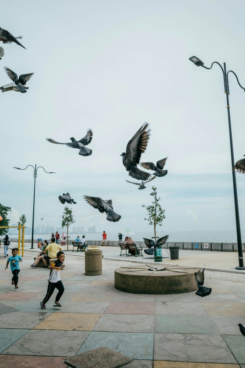 a group of birds flying in the sky